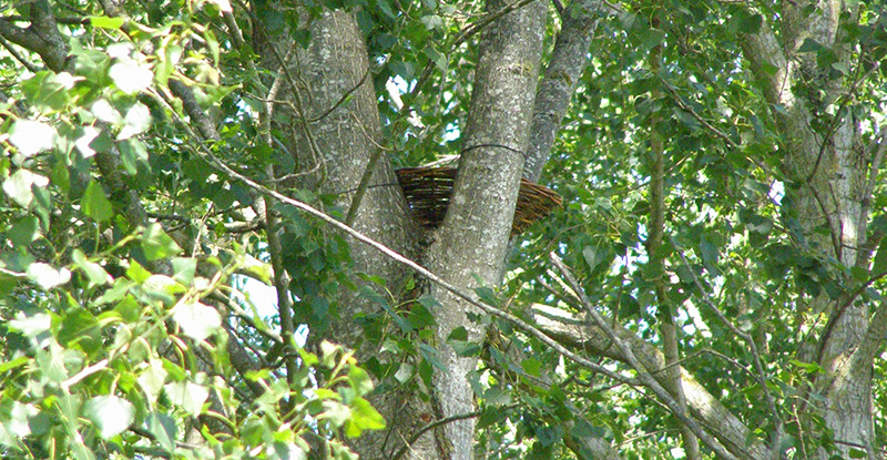 Een nest voor een buizerd in een boom