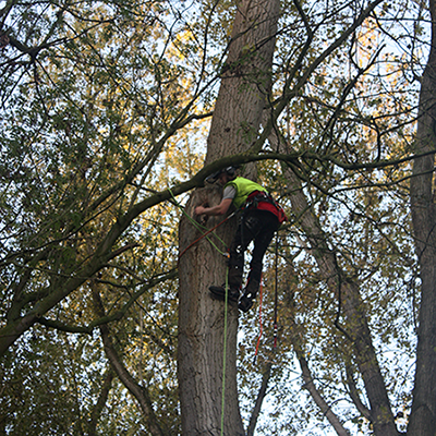 Man bezig in een boom met het tijdig ongeschikt maken van vleermuisverblijven voor bewoning