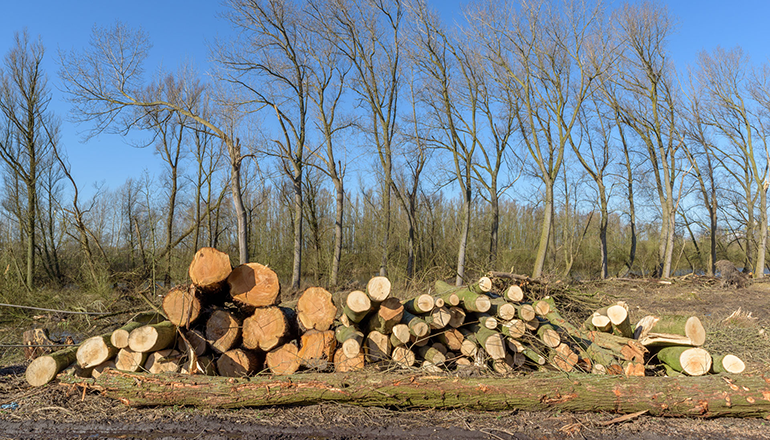 Bericht Verwijderen bomen in De Hillen: ‘Duurzaamheid heeft echt de hoofdrol’ bekijken